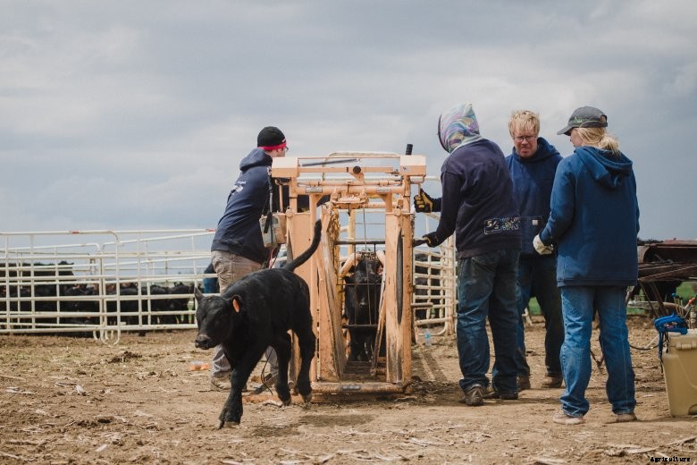 Young Nebraska farmer Hannah Borg works cattle with her family